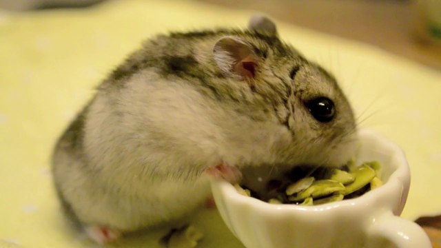 Cute Tiny Hamster Eating Veggies!