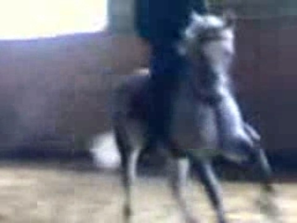 Nina sur son parcours barres au sol