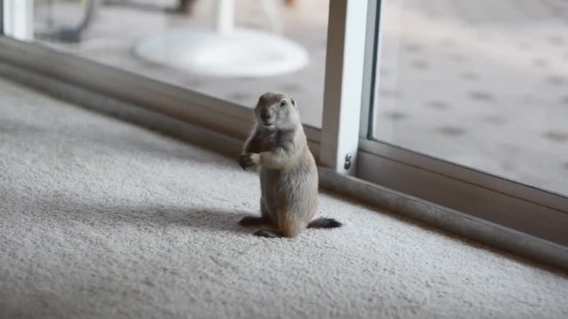 Chien de prairie joue avec un chat