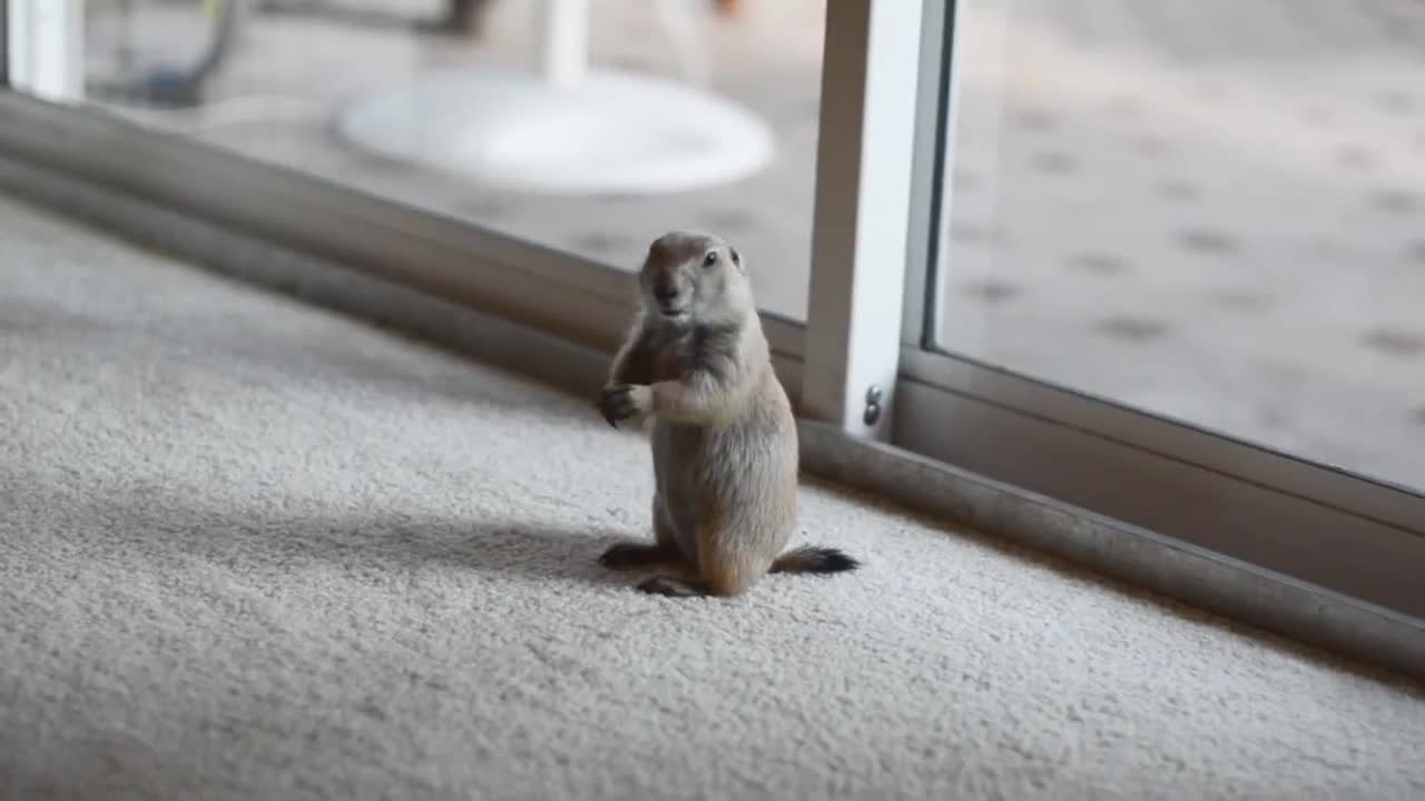 Chien de prairie joue avec un chat