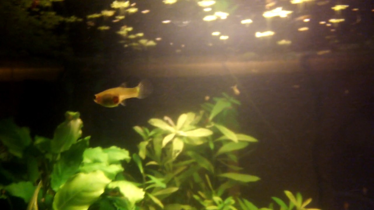 Mon 60 l