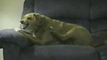 CrazyDog