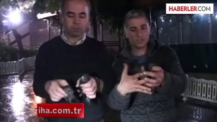 Misket Büyüklüğündeki Dolu Kuşları Telef Etti