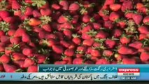 strawberry production in swat valley pakistan by sherin zada