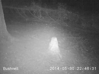 Blaireau (piège photo)