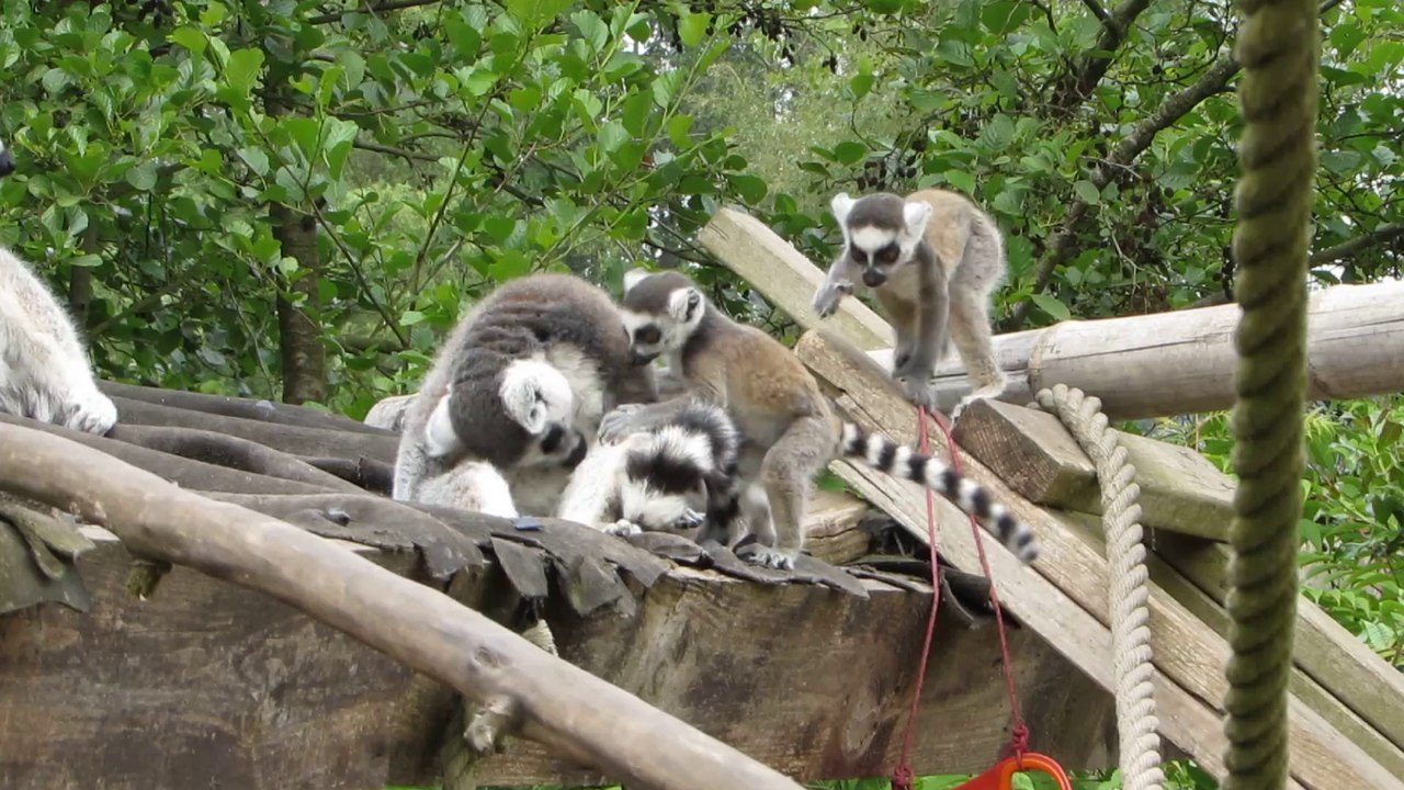 Les bébés lémuriens s'amusent à Pairi Daiza - 30/5/14