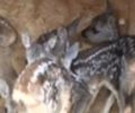 Karaca yavrularına inek sütü