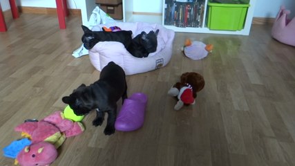 Les trois petits canailles en plein boulot