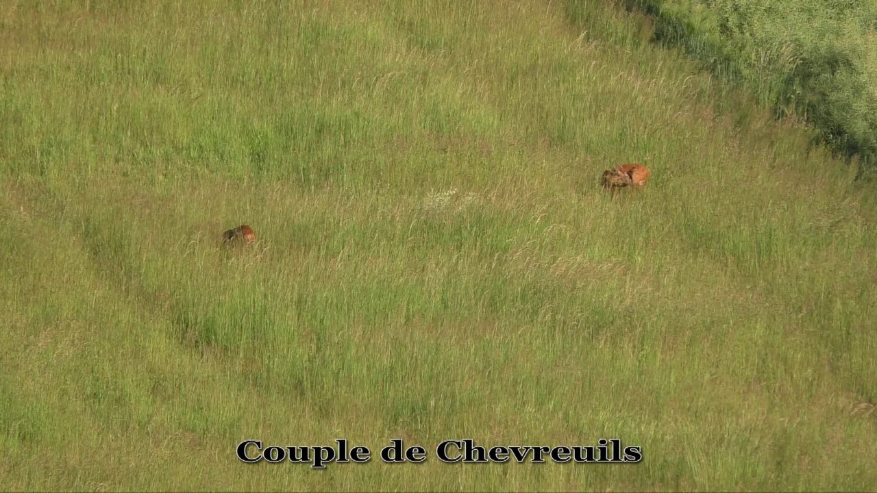 Chevreuils