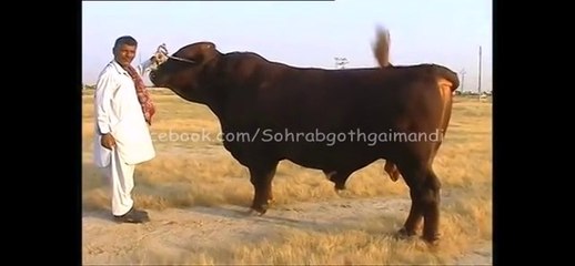 Gujjar Cattle Farm Bull Nawab