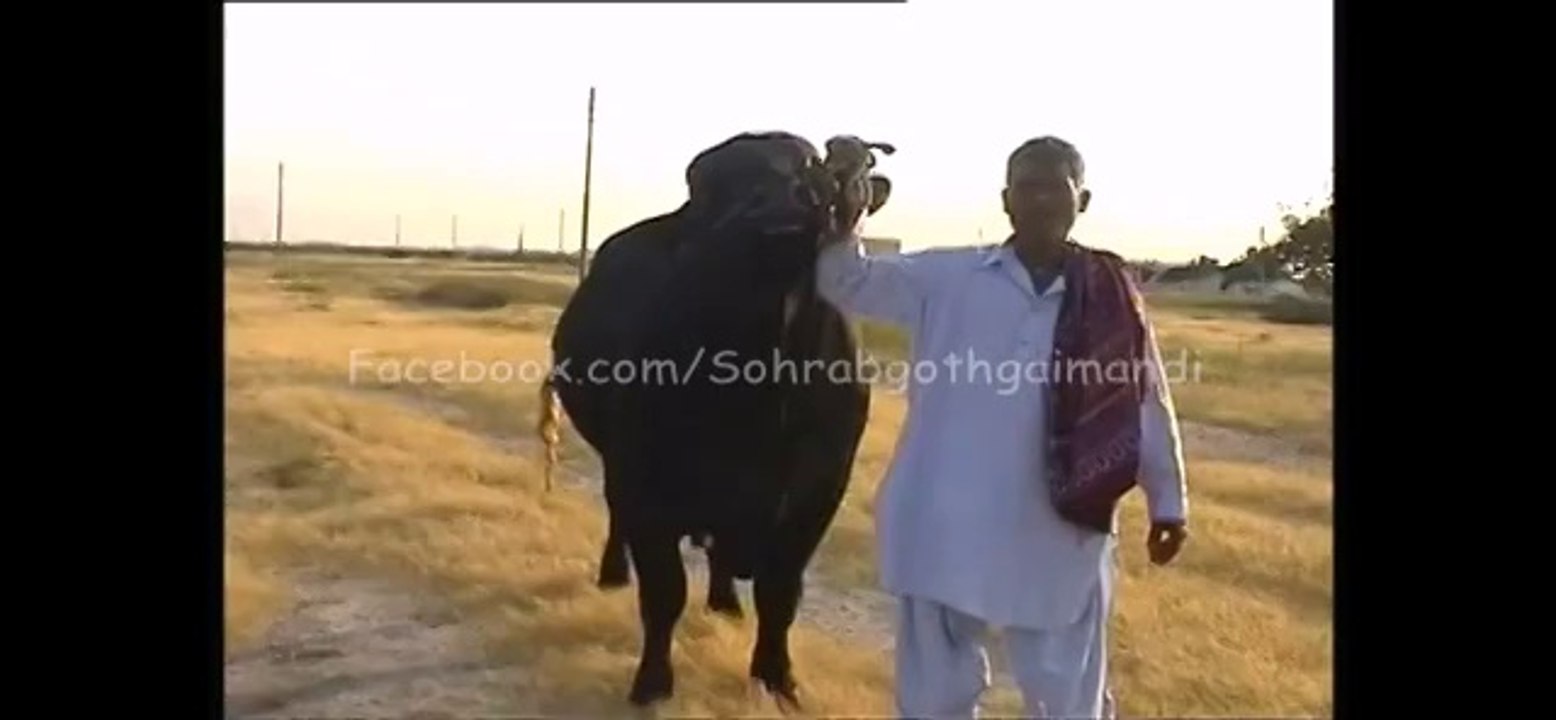Gujjar Cattle Farm Bull Baba