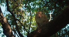 Monkey Kingdom TEASER 1 (2015) - Disneynature Documentary HD