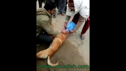 Funny Dog Moments 🐶