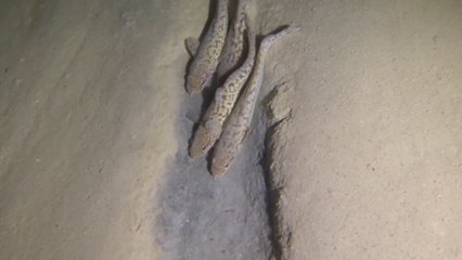 Lac du Bourget - Challière - Plongée solo 55m 12-04-2014