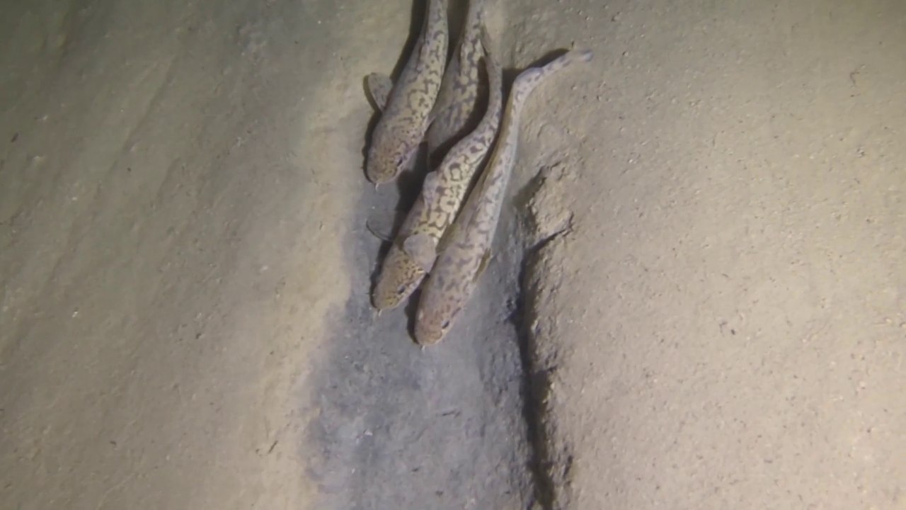 Lac du Bourget - Challière - Plongée solo 55m 12-04-2014