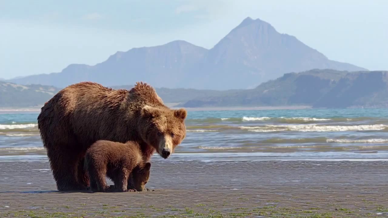 Bears Movie CLIP - Digging Up Clams (2014) - Disneynature Documentary HD