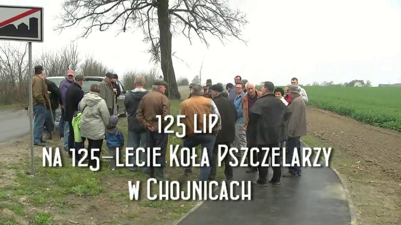 sadzenie_lip