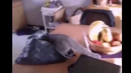 Gördüğüm En İyi Kedi Videolarından Biri..