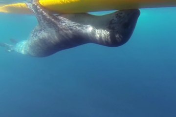 GoPro Leopard Seal makes a hug with a Kayak
