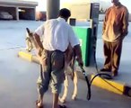 Funny donkey and the petrol pump