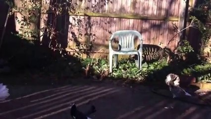 sepet-kuyruk-kırk-kuyruk