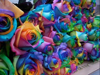 Donnez moi des Roses Dom