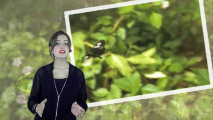 Vlinder lost probleem op voor computers