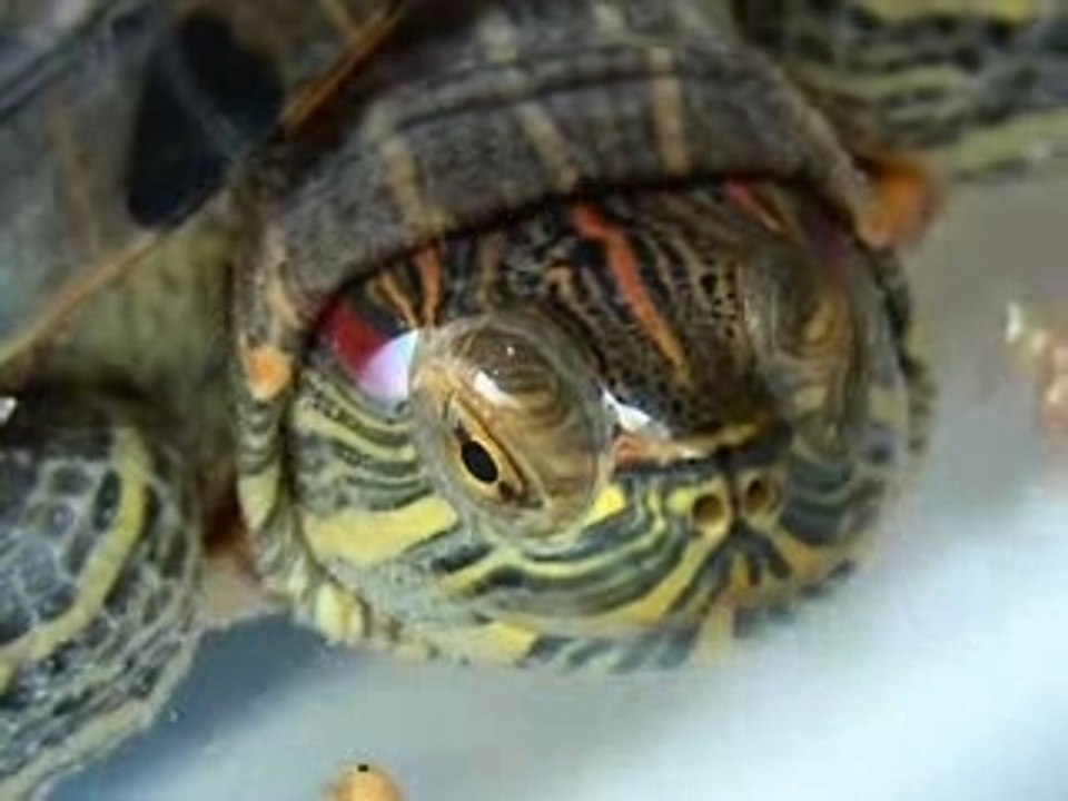 La tortue de CyrilusOne !