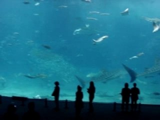 Whale sharks in aquarium