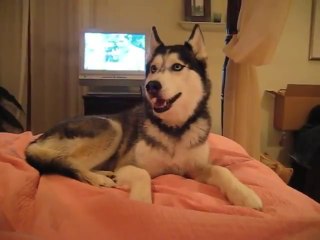 Husky Dog Talking - " I love you "