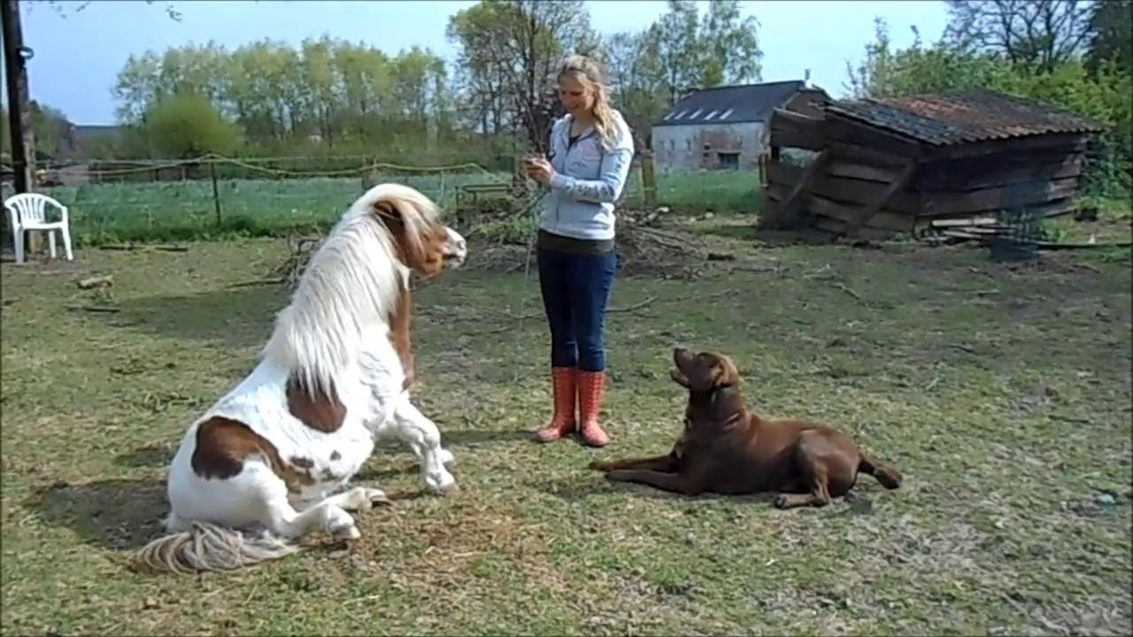Vanessa et son poney