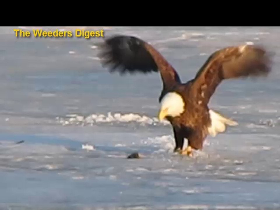 EAGLE in Plymouth Minnesota