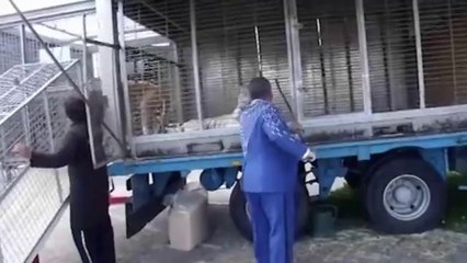 Hayvan Sirklerinin Gerçek Yüzü