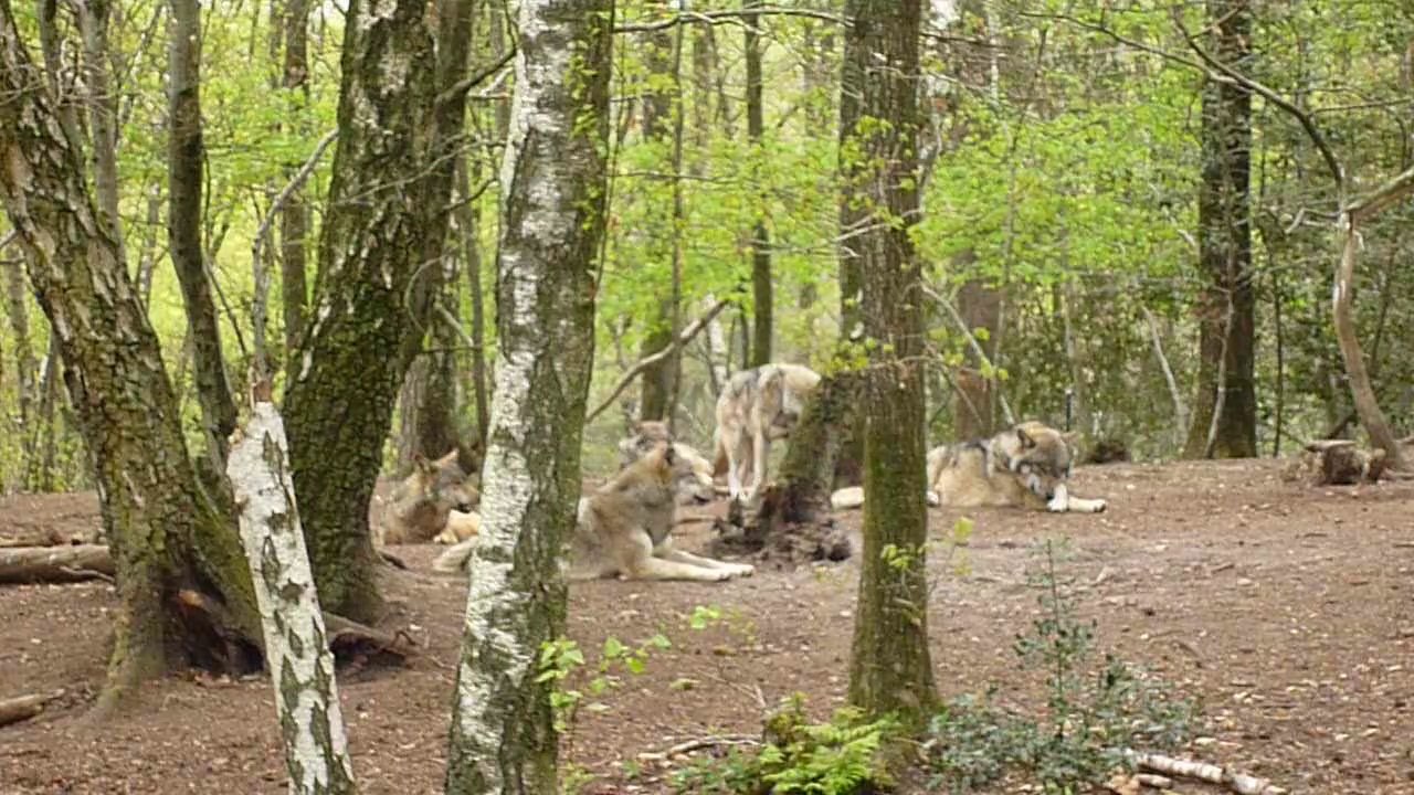 La meute de loups du Parc Nocturia 12 04 2014