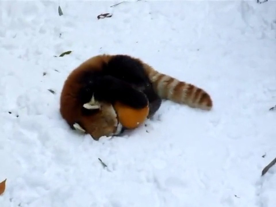 Red Panda Vs. Pumpkin