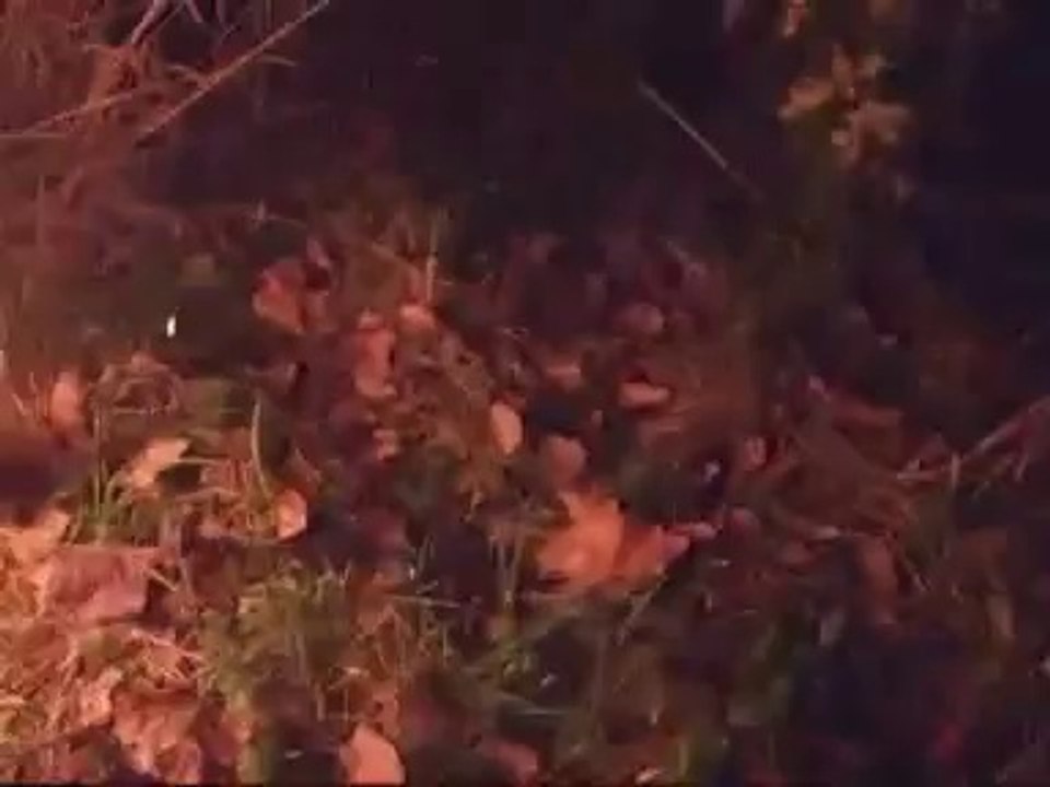 Alien Filmed In Fontainebleau 2011