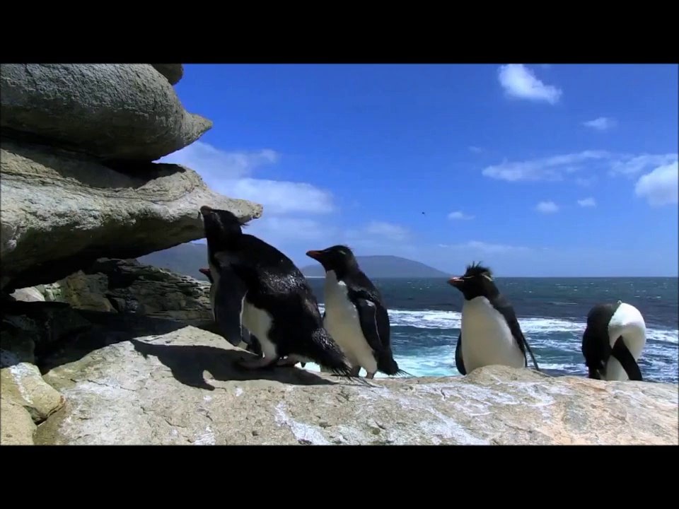 LAS MEJORES CAIDAS DE PINGUINOS