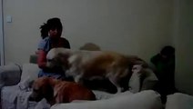 كلبان يدافعان عن طفلة تتظاهر أمها بضربها