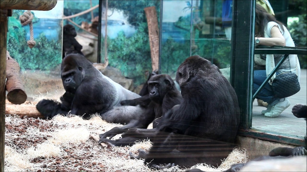 Les gorilles de Beauval partie 1