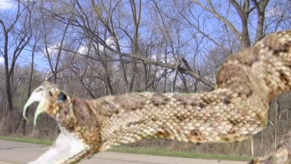 Rattle Snake Attack, Nature's Fiercest