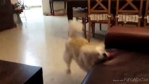 un chien tente un saut de fou sur le canapé