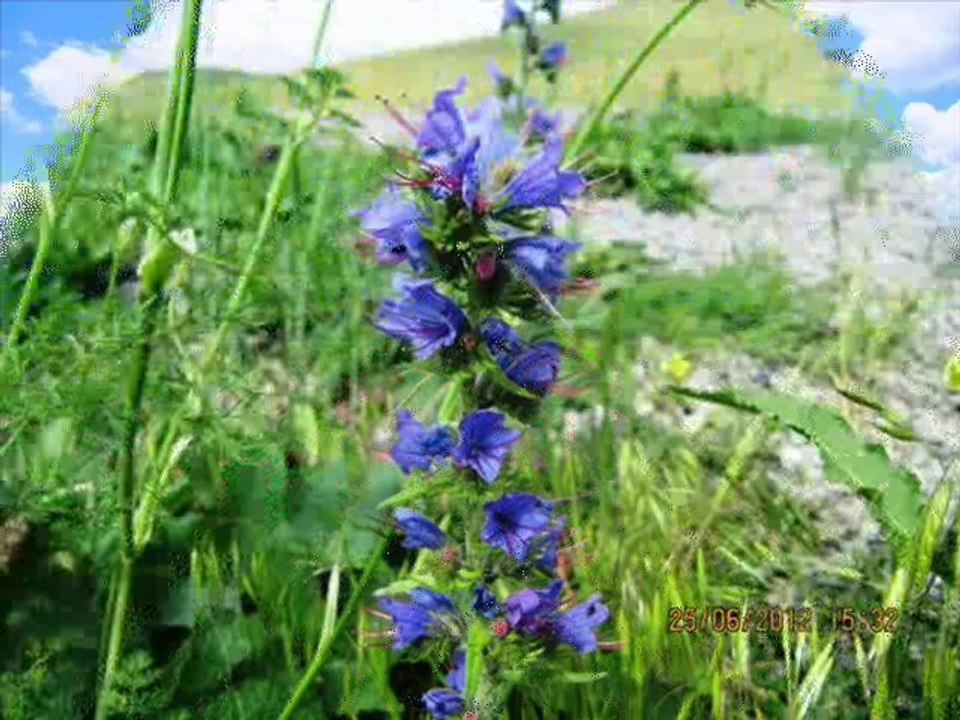 Mehmet Ali Arslan @ Ardahan Türküleri Kanalı