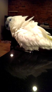 So funny Parrot falling! Hilarious pet!