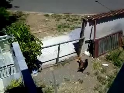 Un chien saute par dessus la barrière pour rejoindre sa femelle...