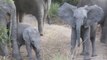 Cute Little Elephant Calf Charges Safari Vehicle