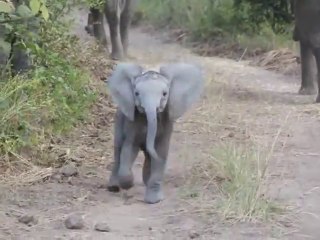 Un bébé éléphant charge un véhicule de Safari!