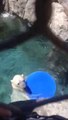Boy And Polar Bear Play Catch At Zoo