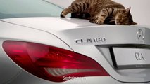 The Mercedes-Benz CLA-Class: Kitten's got talent