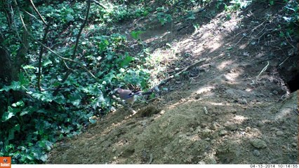 Geai dans le sous-bois