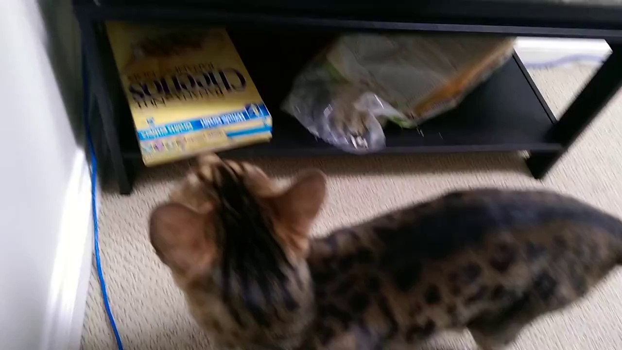 Rumble chattering at his pet mouse